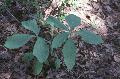 Jack-in-the-Pulpit / Arisaema triphyllum